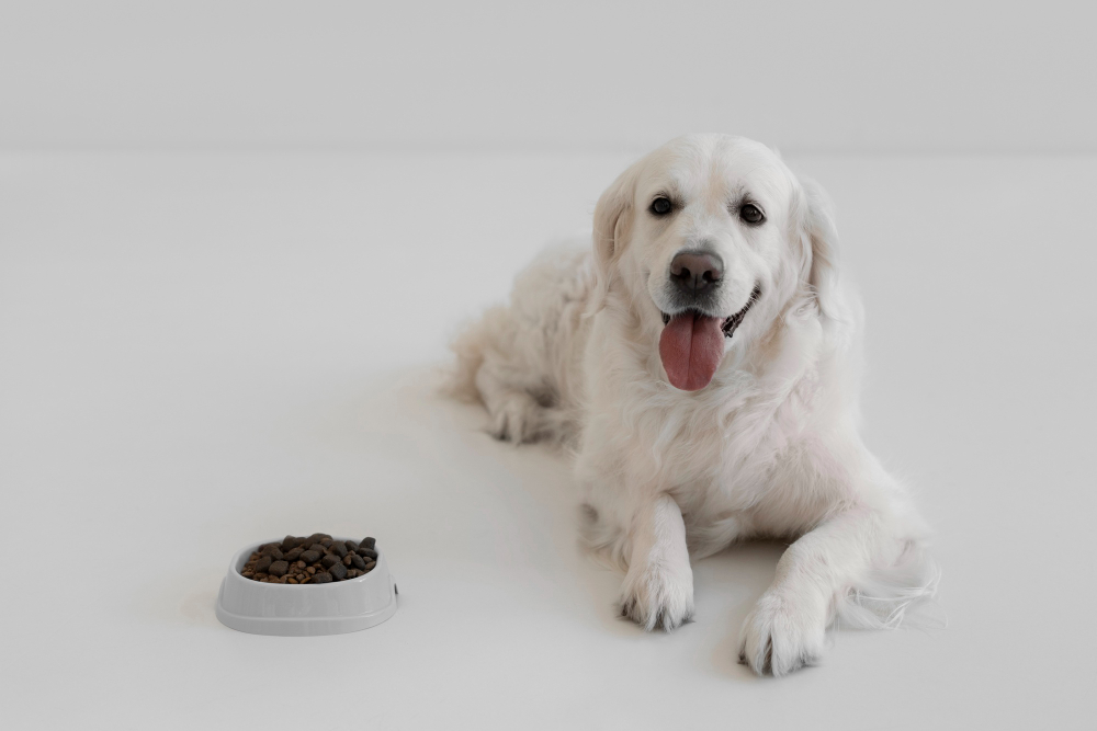 Adicionando variedades à alimentação dos pets de forma segura 1 alimentação dos pets